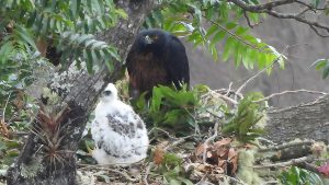 una pareja reproductiva de Águila Real de Montaña (Spizaetus isidori) junto a un polluelo