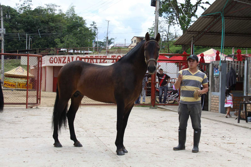 Caballo de paso fino, feria equina de Pitalito