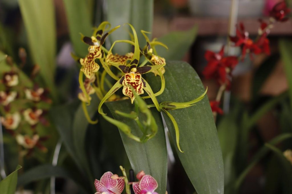 orquideas de exposición 03