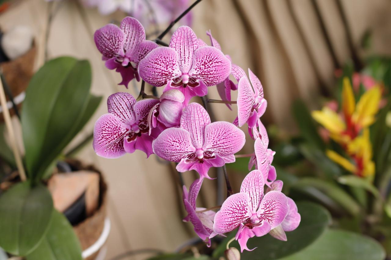 orquideas de exposición 02