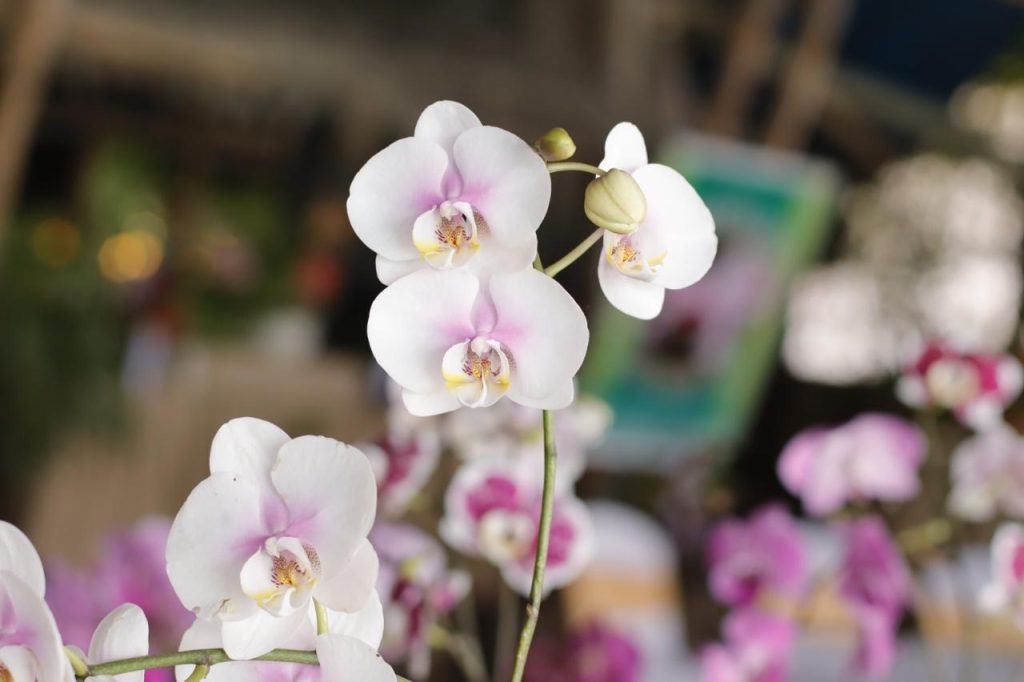 orquideas de exposición 01