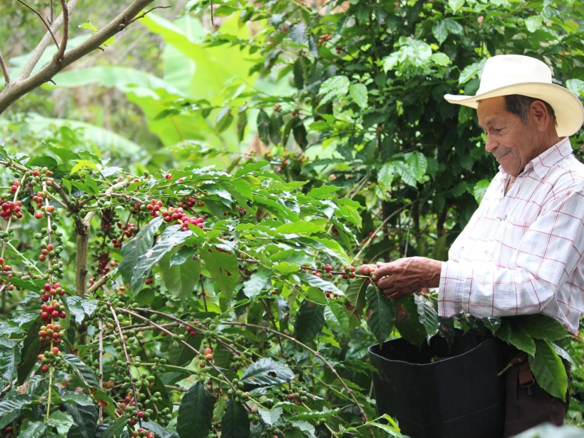 Cafetero del huila recogiendo café