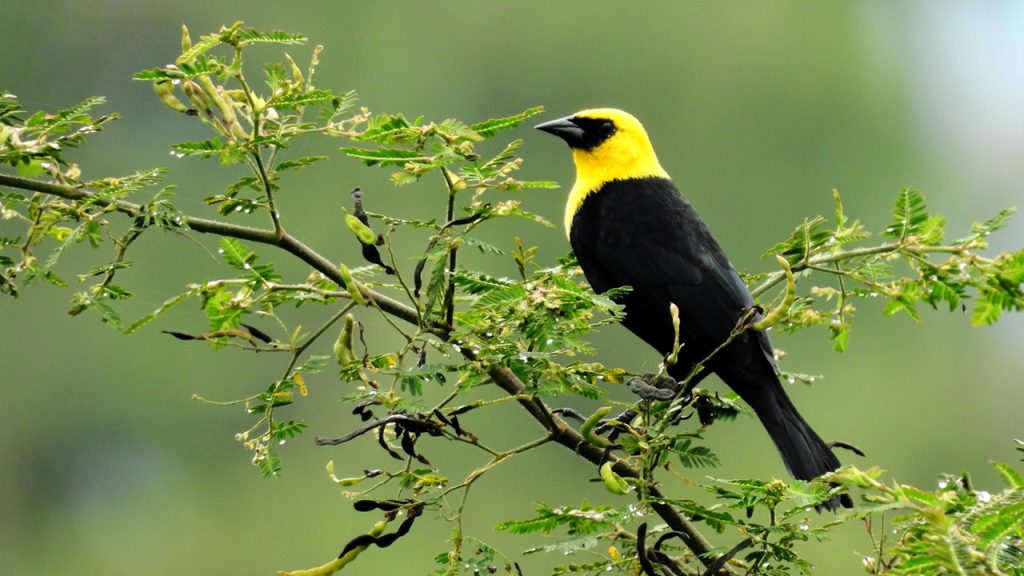 Ave visitante del humedal La Coneca en Pitalito Huila