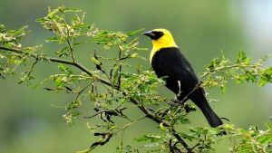 Ave visitante del humedal La Coneca en Pitalito Huila