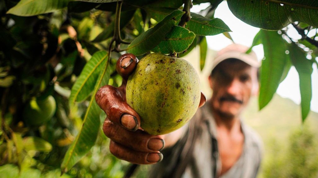 Campesino arrancando una guayaba de un árbol