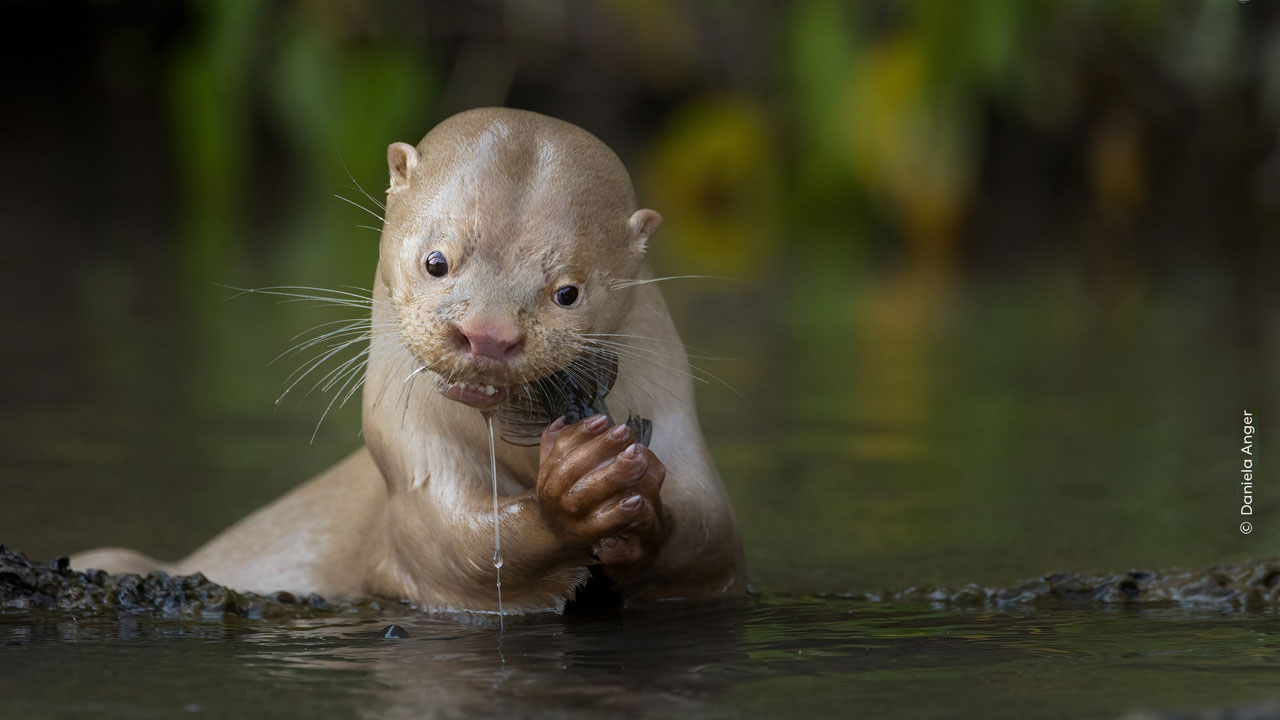 Nutria pescando