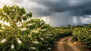 El Huila desafía la crisis del café en Colombia en 2026
