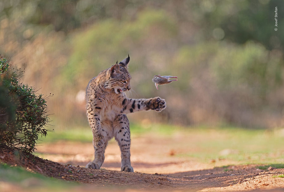 Un lince joven lanza juguetonamente un roedor al aire antes de matarlo y devorarlo.