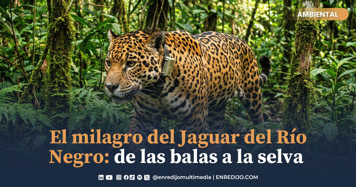 Rescate de Jaguar en el Río Negro: Regreso a la Selva