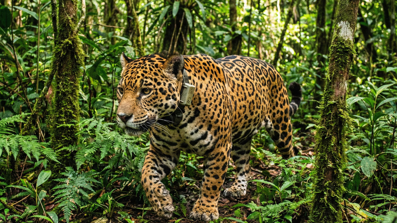 Jaguar con collar liberado