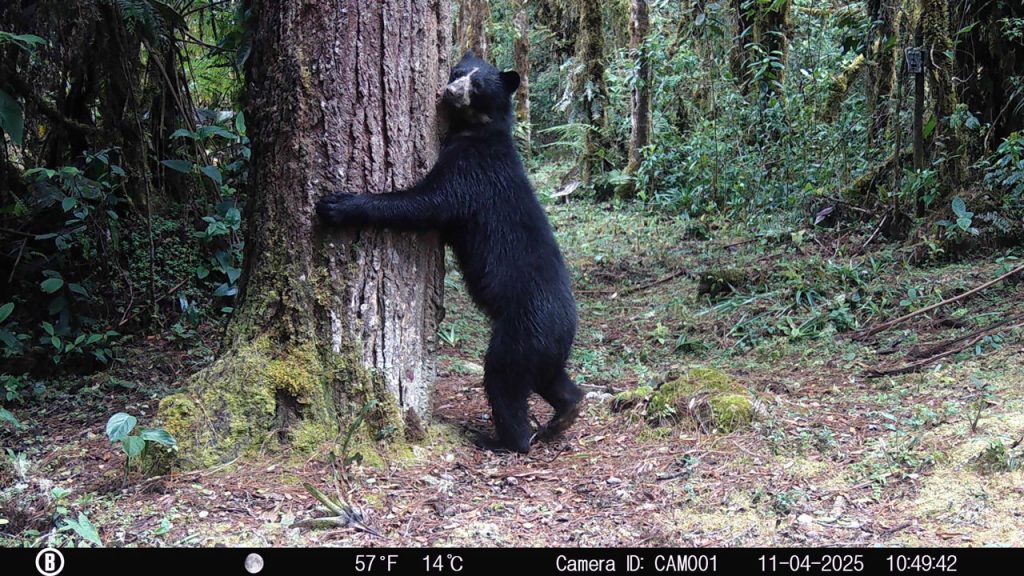 Huila Lidera Conservación del Oso Andino: 8.500 Registros