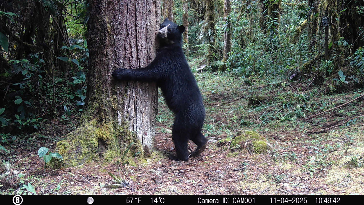 Huila Lidera Conservación del Oso Andino: 8.500 Registros