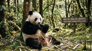 Un panda gigante comiendo