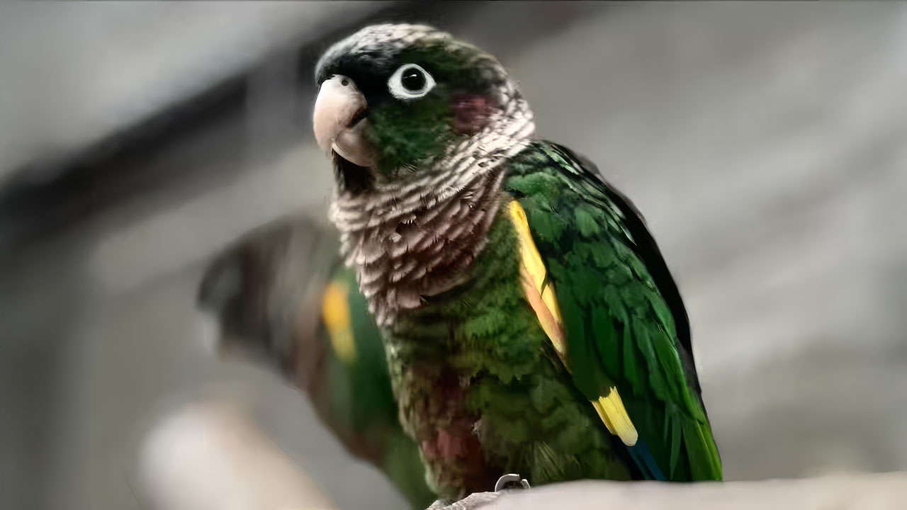 periquito aliamarillo