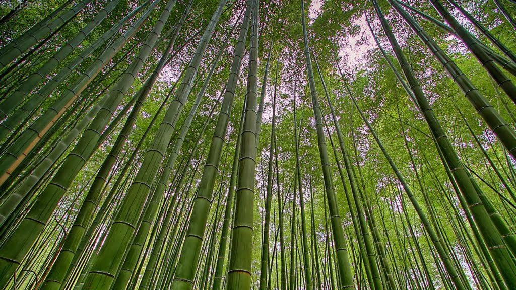 La ciencia del Biochar