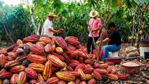 cacaoteros en el Huila