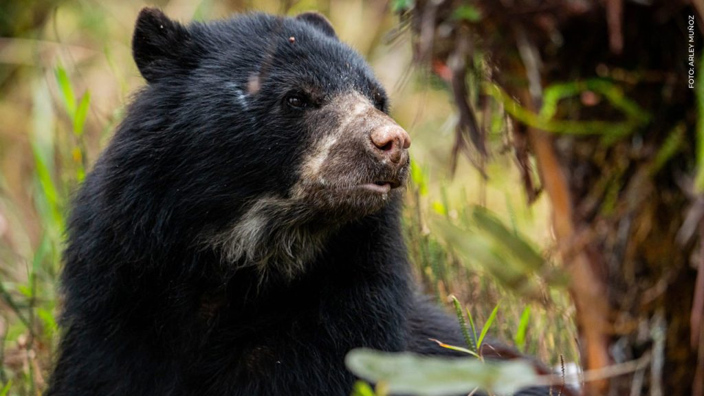 oso andino de anteojos