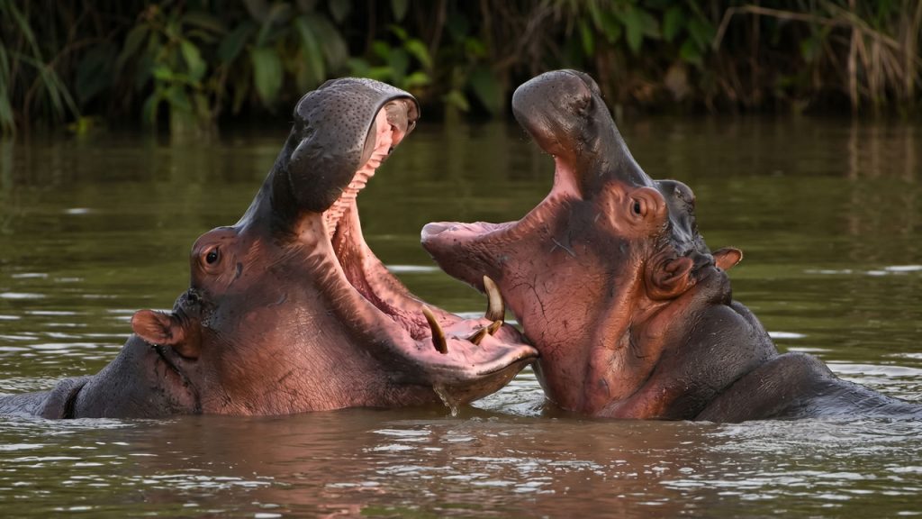 Dos hipopótamos en el río Magdalena