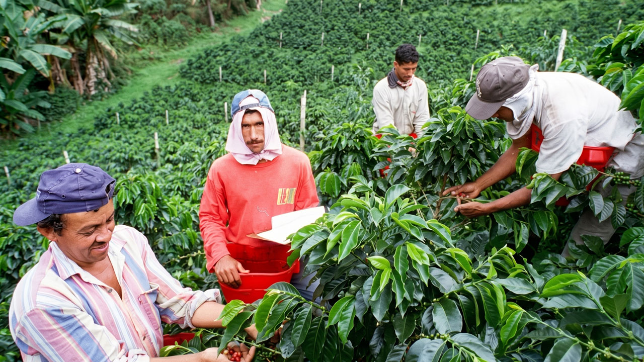 Recolectores de café en el Huila
