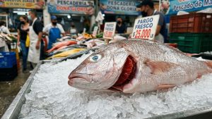 Consejos para comprar pescado en Semana Santa: ojos brillantes y agallas rojas.