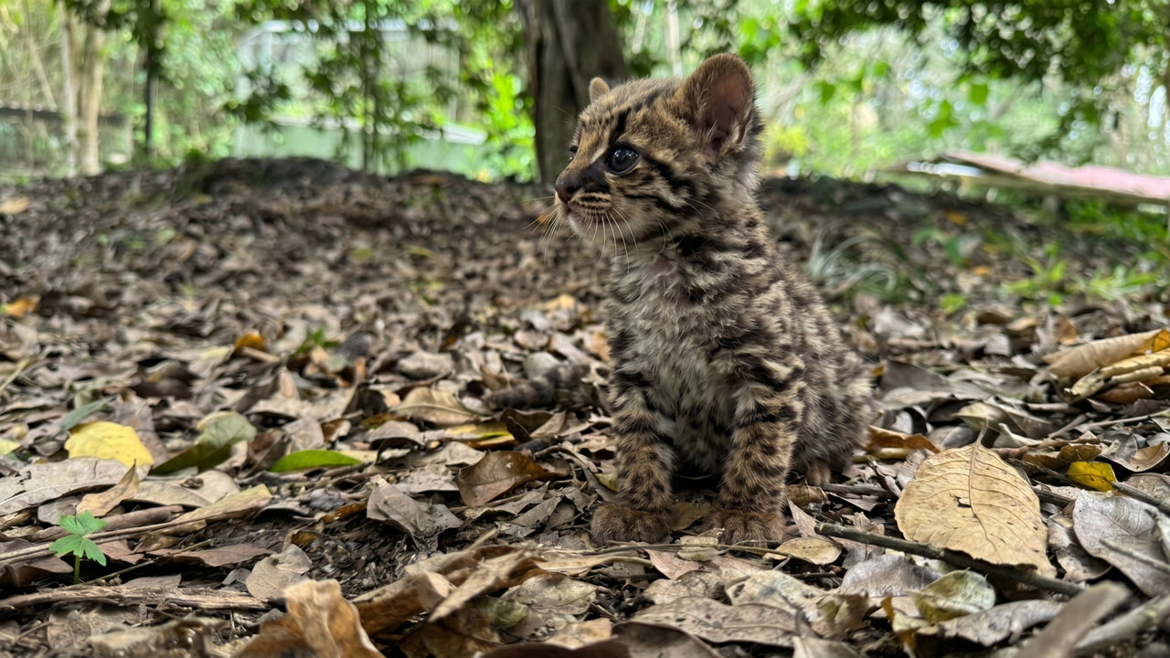 Cría de tigrillo rescatada en el Huila