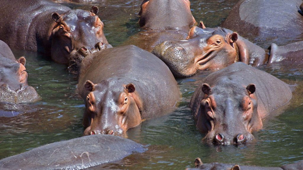 Hipopótamos