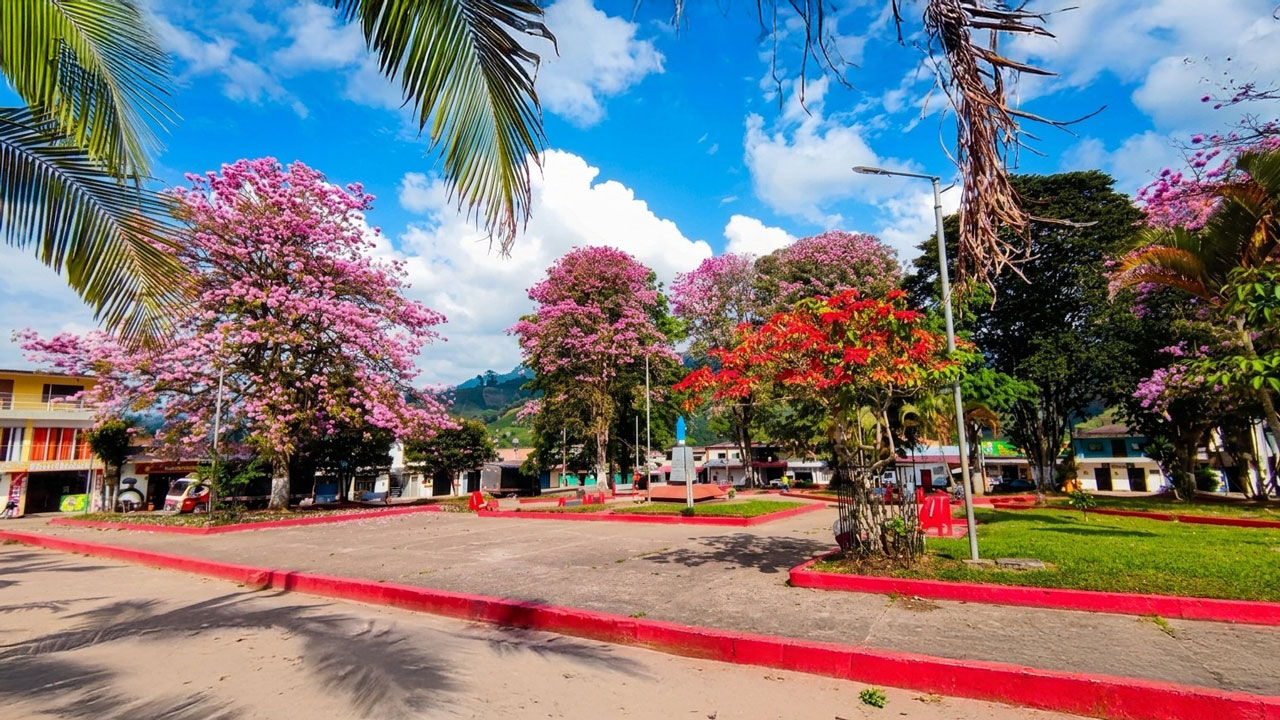 34 árboles compiten por el título de Monumento Natural en el Huila