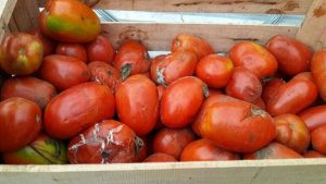 Tomates podridos