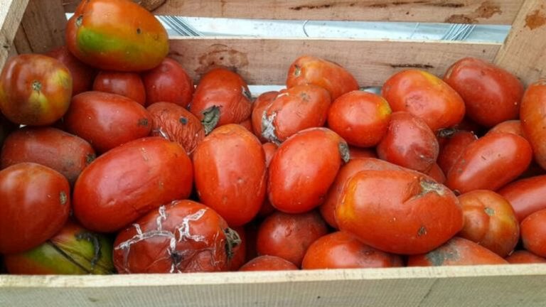 Tomates podridos