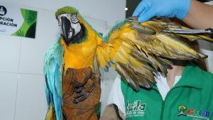 Guacamaya herida