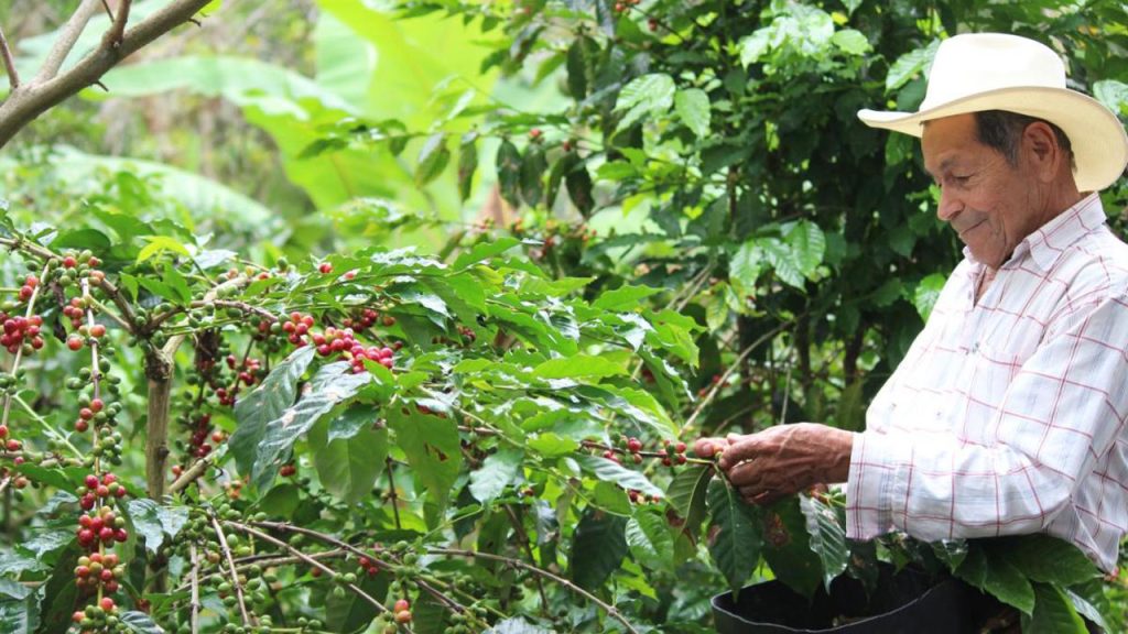 Cafetero en el Sur del Huila