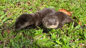 Alerta en el Huila: Crías de nutria de río en peligro