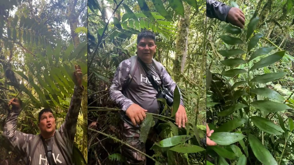 Descubren fósil viviente Zamia huilensis en Pitalito