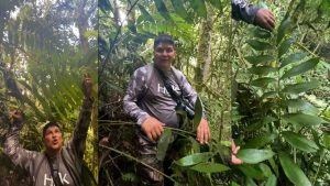 Descubren fósil viviente Zamia huilensis en Pitalito