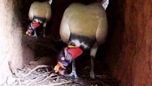 Descubren primer nido del Rey de los Gallinazos en Huila