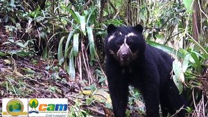 El Huila con 875 especies revela su riqueza biodiversa