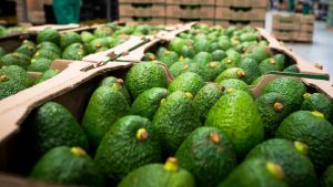 Megaproyecto de aceite de aguacate Hass impulsa a Colombia