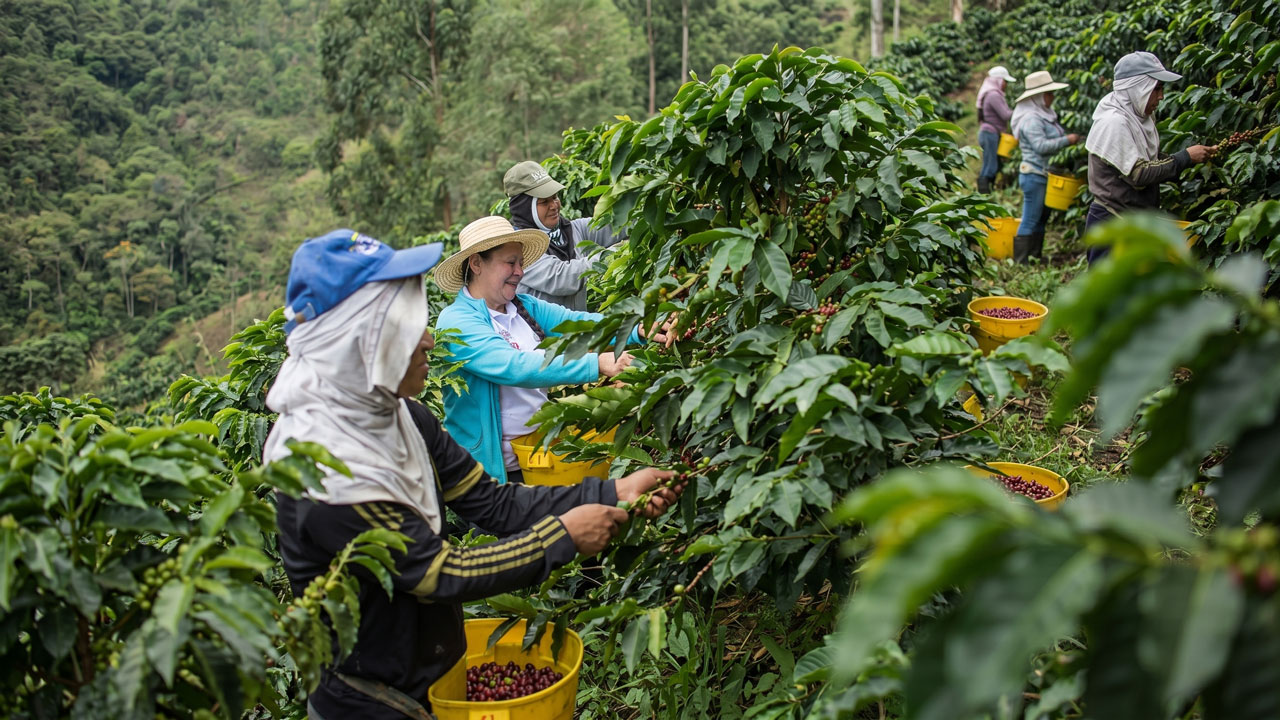 Millonaria inversión para el café opita