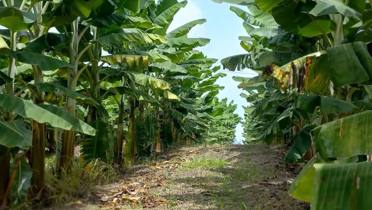 Productores de Palestina impulsan su cultivo de plátano