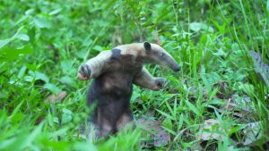 Regreso al Origen, el renacer de 16 guardianes del bosque en el Huila