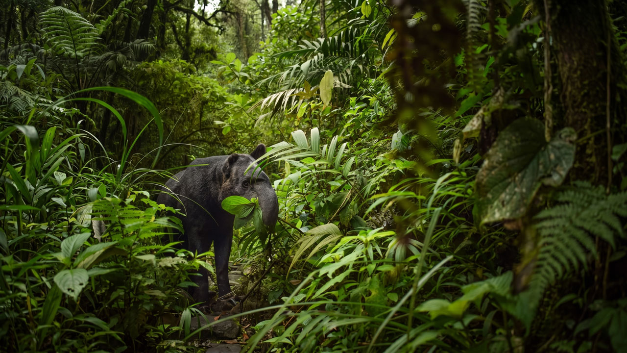 La danta de montaña renace en los Andes de Colombia