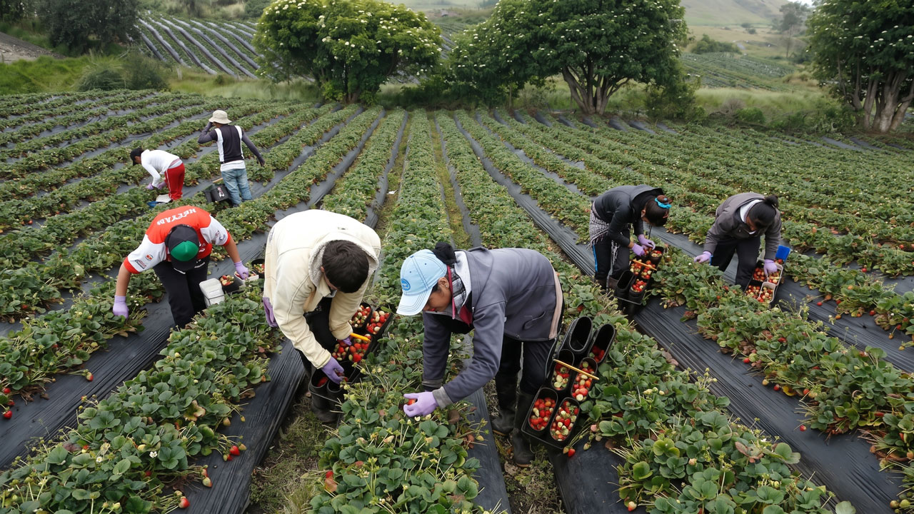 Desempleo en Colombia baja al 8,8 % en marzo de 2026: El mejor registro en 25 años