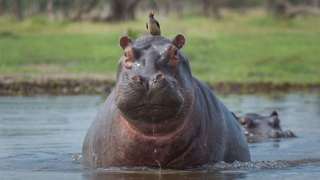 Colombia formaliza petición ante la India para el traslado de 80 hipopótamos. El futuro de la especie invasora en manos diplomáticas