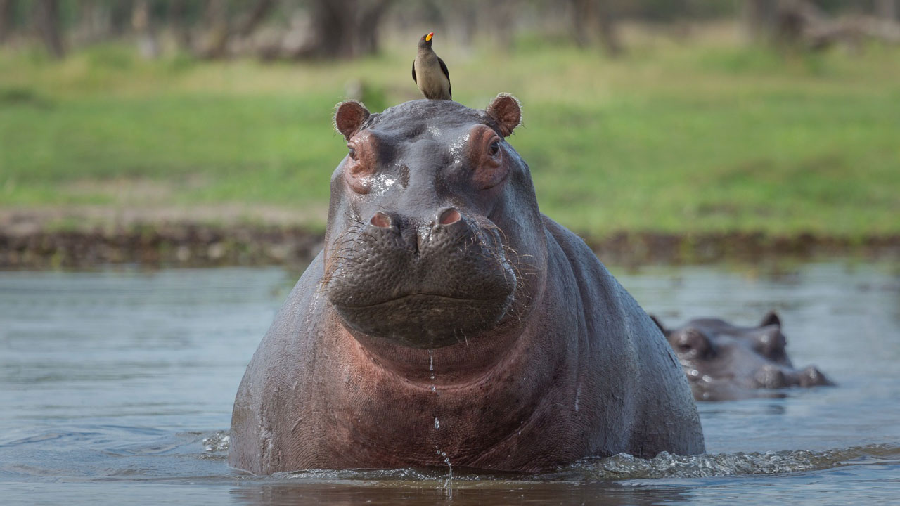 Colombia formaliza petición ante la India para el traslado de 80 hipopótamos. El futuro de la especie invasora en manos diplomáticas