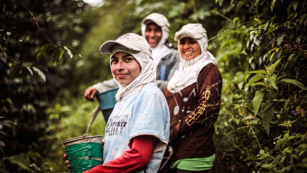 Café en Colombia, la producción repunta 29% en mayo