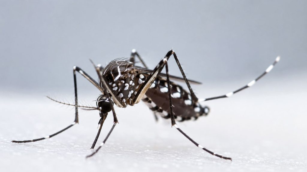 Dengue en Colombia: cepa Cosmopolitan enciende alarmas