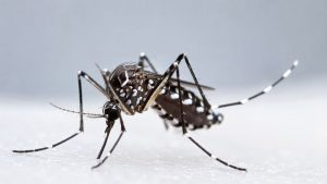 Dengue en Colombia: cepa Cosmopolitan enciende alarmas