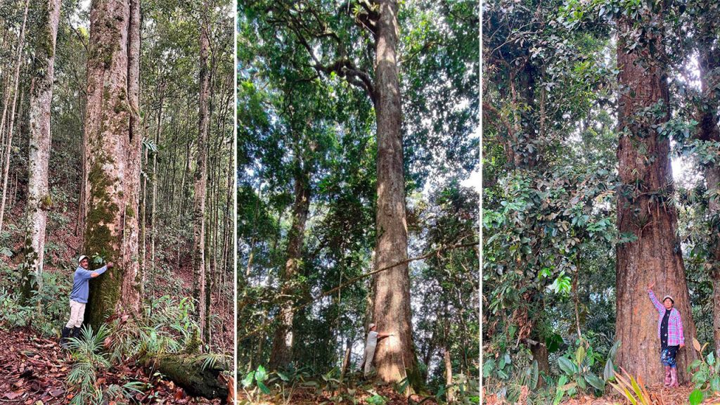 El roble negro en peligro: El tesoro endémico del Huila