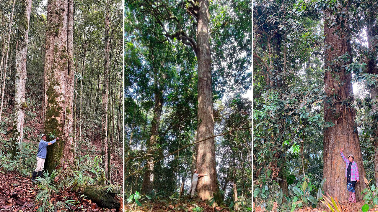 El roble negro en peligro: El tesoro endémico del Huila