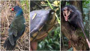 Fauna libre: 9 animales vuelven a su hábitat en Huila